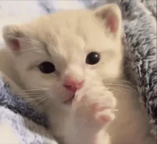 😇 kitten, cat, animal, cute, pet, mammal whatsapp sticker