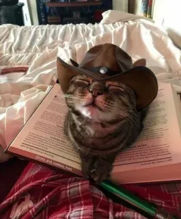 🤠 @cats, and cowboy hats cat, cowboy hat, animal, pet, book, cute, domestic cat telegram sticker
