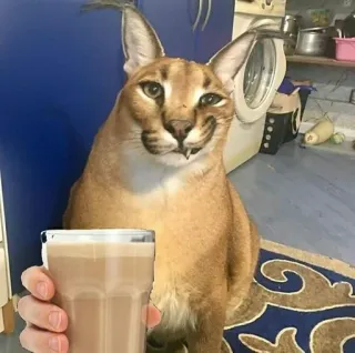 🌟 cat, floppa, drink, animal, meme telegram sticker