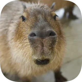 😧 capybara telegram sticker