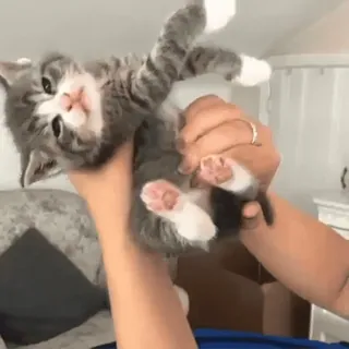 😌 gato, gatinho, animal de estimação, animal, fofo whatsapp sticker