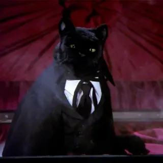💫 cat, black cat, tuxedo, formal, pet, animal telegram sticker