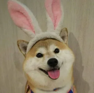 🐗 dog, bunny, easter, animal, shiba inu, pet, ears, cute telegram sticker