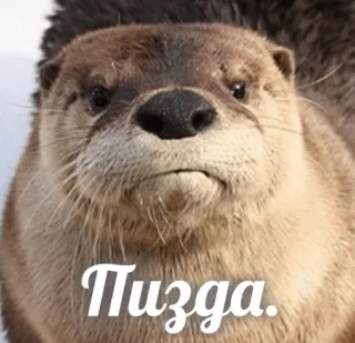 👧 Пизда. otter, animal, funny, offensive, swear word, insult telegram sticker