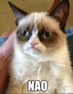 ❌ Grumpy Cat NAO кот, ворчливый, мем, животное, NAO telegram sticker