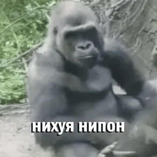 🤨 нихуя нипон gorila, macaco, animal, meme, russo, texto whatsapp sticker