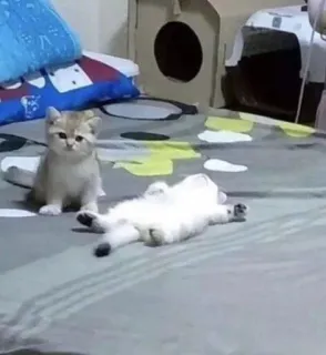 🤪 Katzen, Kätzchen, Tiere, süß, verspielt telegram sticker