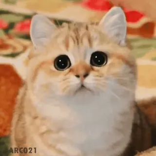 🏵 ARC021 gato, fofo, animal, gatinho, gato doméstico, animal de estimação telegram sticker