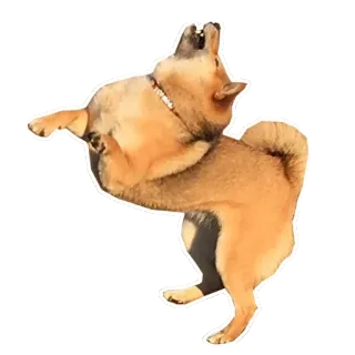 🚶 собака, сиба ину, животное, милый, питомец, стоя telegram sticker