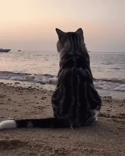 😌 kot, plaża, ocean, zachód słońca, zwierzę domowe, zwierzę whatsapp sticker