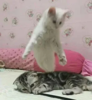 👼 gattino, gatto, carino, animali, animali domestici, saltare telegram sticker