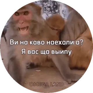 🌟 Ви на каво наехали а?
Я вас ща виипу Affe, Tier, Meme, Ukrainisch, Wütend, Drohung telegram sticker