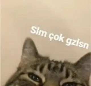 🌟 Slm çok gzlsn gato, animal telegram sticker
