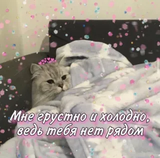😪 Мне грустно и холодно, ведь тебя нет рядом gatto, triste, freddo, solo, animale domestico telegram sticker