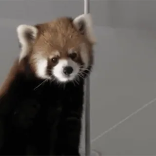 😟 Panda rosso, Carino, Animale, Fauna selvatica, Zoo telegram sticker