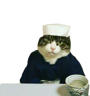 😥 кот, моряк, животное, форма, шляпа whatsapp sticker