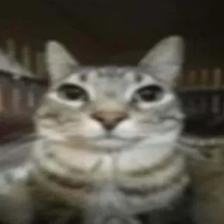 🙂 gatto, animale domestico, animale, mammifero, gatto domestico telegram sticker