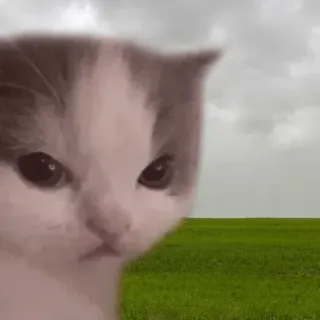 😡 kot, mem, zwierzę, kociak, zwierzę domowe telegram sticker