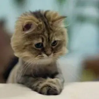 😺 chat, mignon, animal, domestique, animal de compagnie, félin telegram sticker