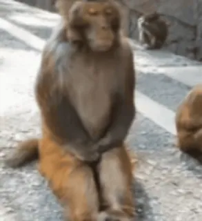 😎 monkey, animal, wildlife, primate, mammal, outdoors telegram sticker
