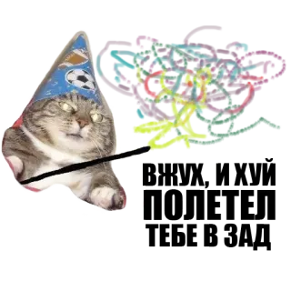 ✨ kat, feestmuts, dier, huisdier, feest, sticker telegram sticker