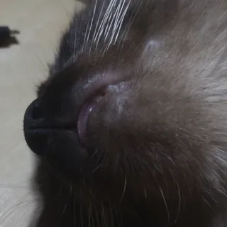 😋 Katze, Tier, Haustier, Haustier, süß, schläfrig telegram sticker