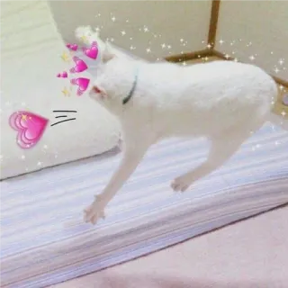 👛 고양이, 하트, 귀여운, 동물, 애완 동물, 사랑 whatsapp sticker