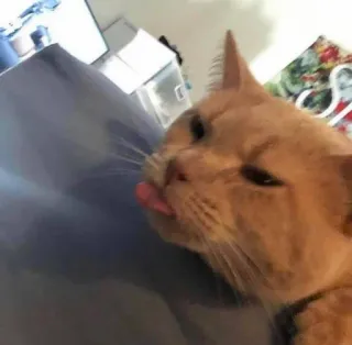 😝 kat, dier, huisdier, schattig, tong, oranje, grappig telegram sticker