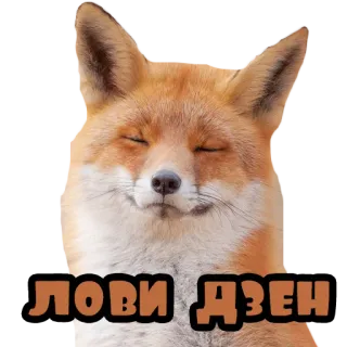 Лисы @stickernayaa telegram stickers