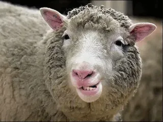 🐑 sheep, animal, farm, mammal, wool whatsapp sticker