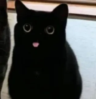 😛 gato, gato negro, animal, mascota, lindo telegram sticker