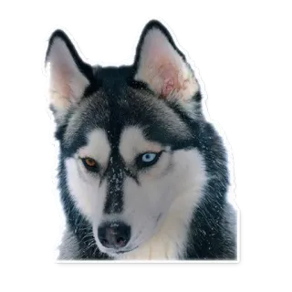 😕 dog, husky, pet, animal, heterochromia, snow, portrait telegram sticker