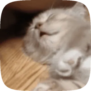 🐱 cat, sleeping, cute, animal, pet telegram sticker
