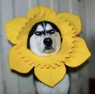 🌻 husky telegram sticker