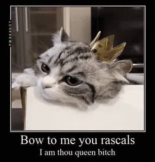 👑 Bow to me you rascals
I am thou queen bitch 고양이, 여왕, 왕관, 동물, 애완 동물, 밈 telegram sticker
