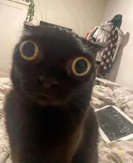 😶 chat, chat noir, animal de compagnie, animal, drôle, mème, mignon, grands yeux telegram sticker