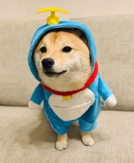 @shiba_gif telegram stickers