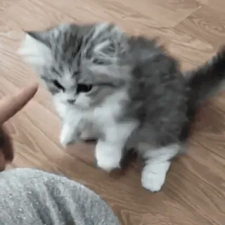 🤪 kat, kitten, huisdier, dier, schattig, vinger, spelen whatsapp sticker