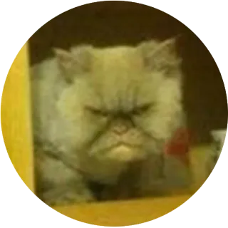 😡 kucing, pemarah, hewan peliharaan, hewan telegram sticker