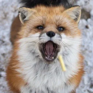 🦊 whatsapp sticker