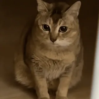 🐾 猫, 动物, 家猫, 宠物, 猫科动物, 可爱 telegram sticker