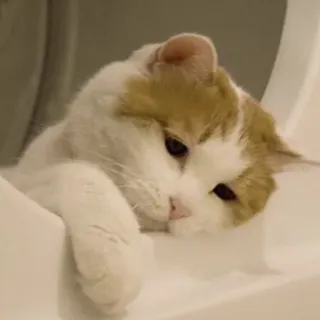 🥺 cat, pet, animal, sleepy, cute, domestic cat, feline telegram sticker