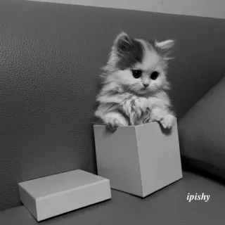 🕸 ipishy 猫, 小猫, 动物, 盒子, 可爱, 宠物 telegram sticker