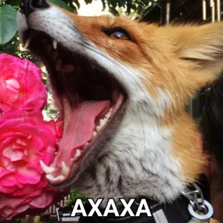 😃 AXAXA raposa, bocejo, animal, rosas telegram sticker