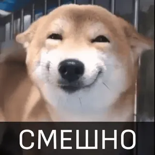 😀 СМЕШНО cane, meme, divertente, shiba inu, russo telegram sticker