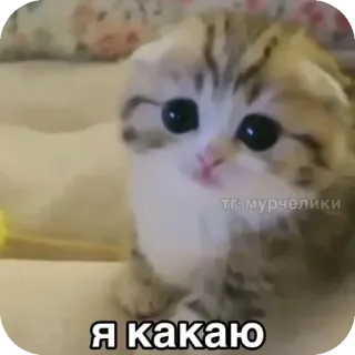 🐱 Я какаю 猫, 小猫, 可爱, 梗, 动物, 宠物 whatsapp sticker