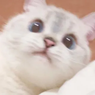 🙄 kot, zwierzę, zwierzak, słodki, niebieskie oczy, kociak telegram sticker