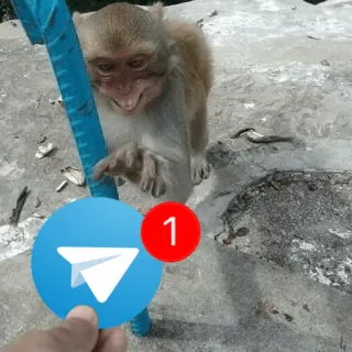 😈 singe, Telegram, message, notifications, animal, primate telegram sticker
