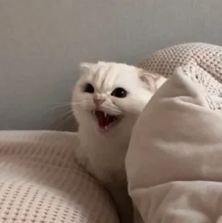 🐶 Katze, wütend, weiß, Tier, süß, Haustier telegram sticker