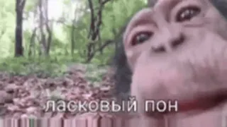 💫 ласковый пон binatang, kera, monyet, hutan, alam telegram sticker